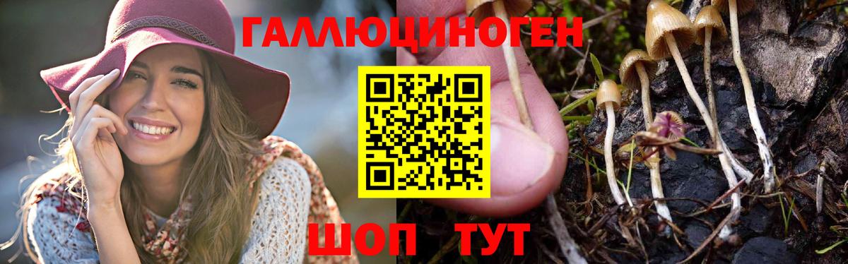 Псилоцибиновые грибы Psilocybe Шебекино