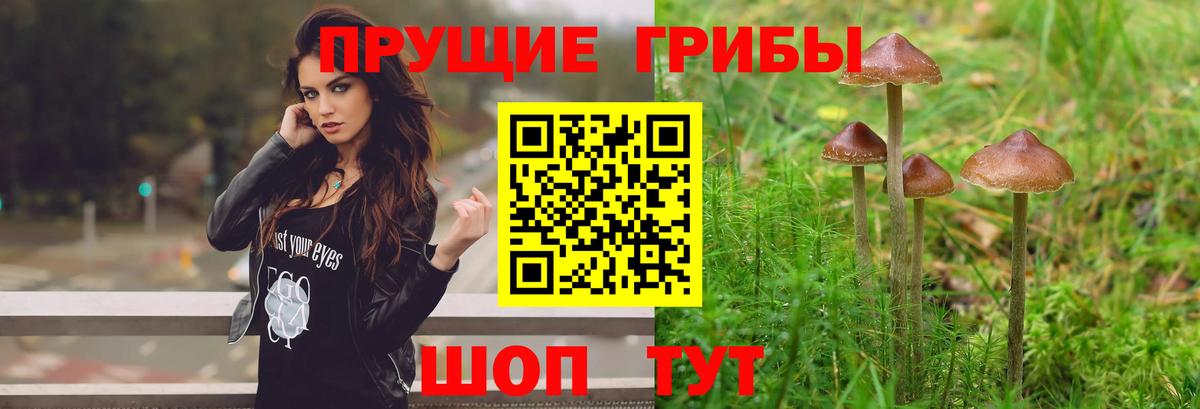 Шебекино  Псилоцибиновые грибы Psilocybe  Галлюциногенные грибы GOLDEN TEACHER  Вход с VPN 